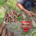 Cassava health food