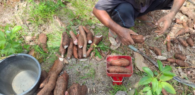 Cassava health food